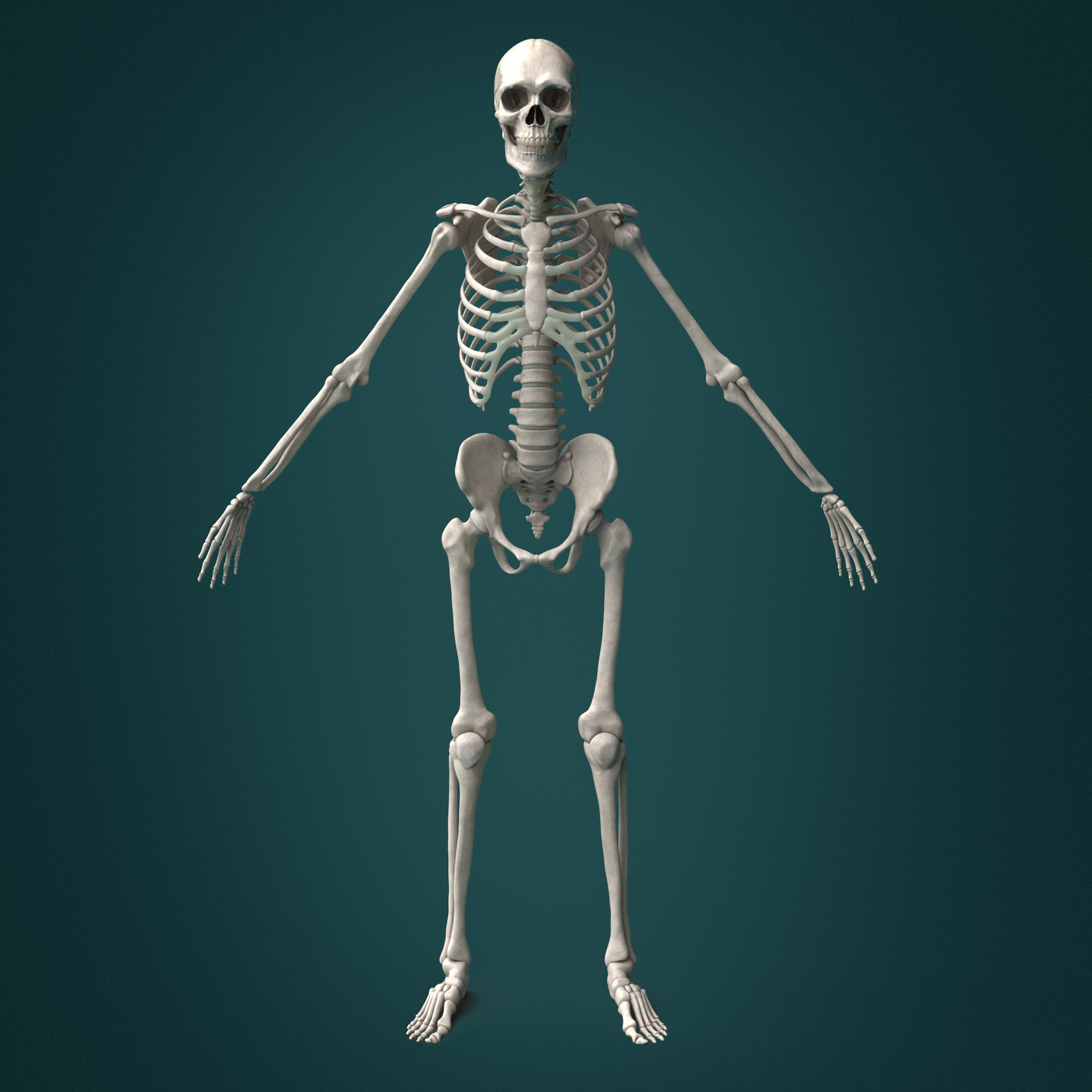 Art By James SIMON - Human Skeletal Anatomy Study