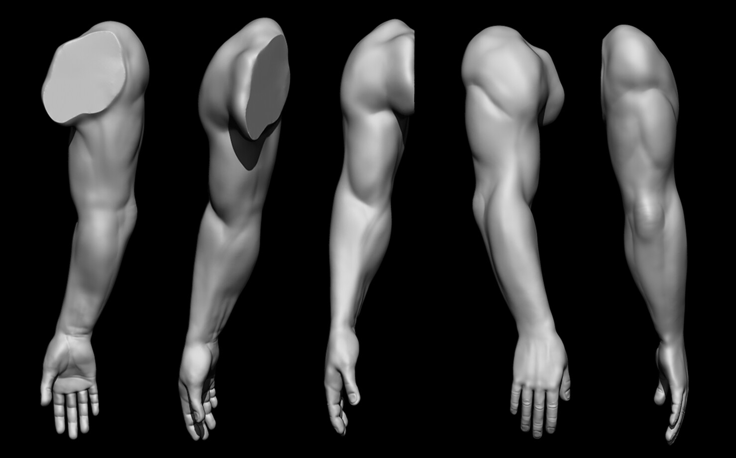 Fares Guettoch Human Arm Anatomy