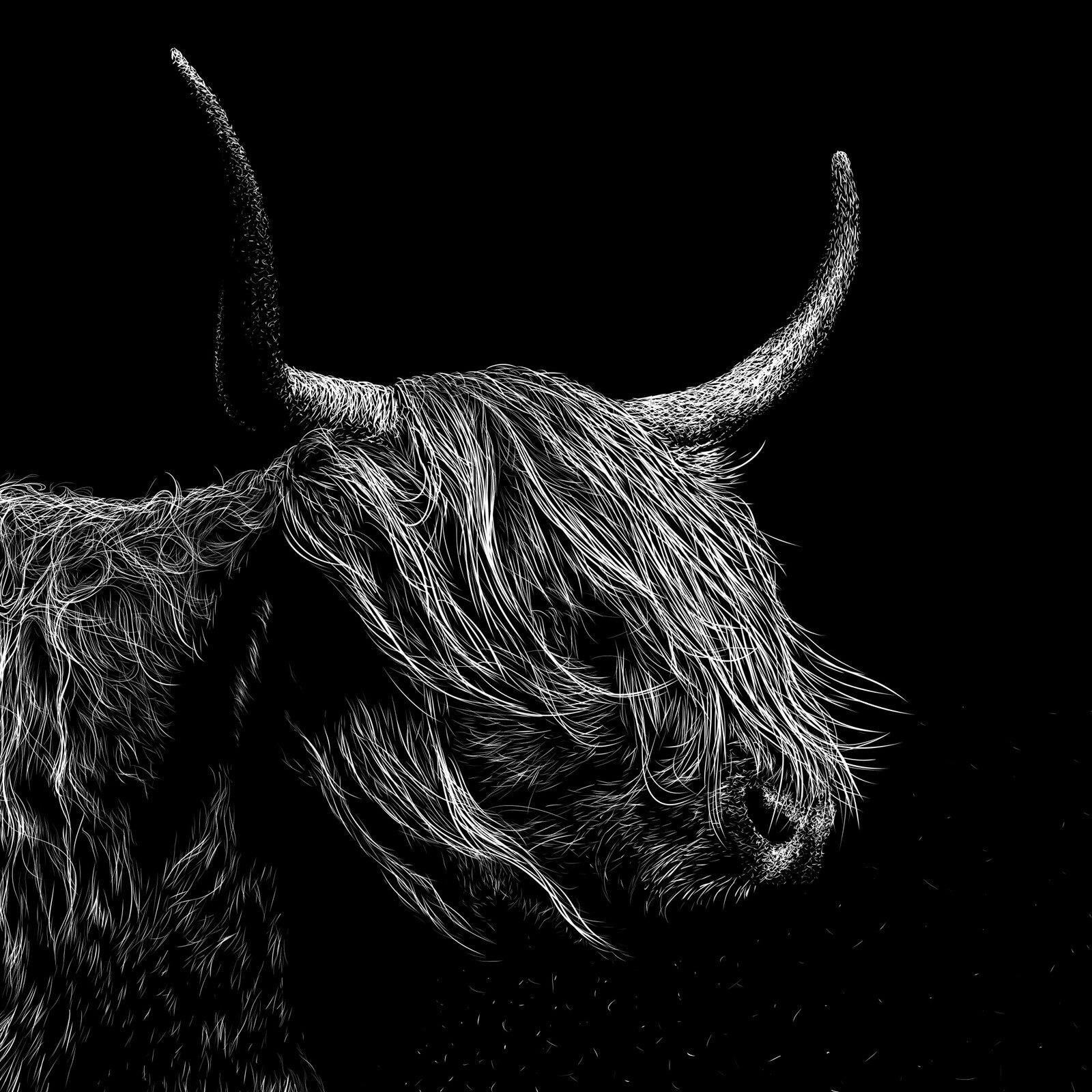 bovidae (detail)
Digital scratchboard, august 2020