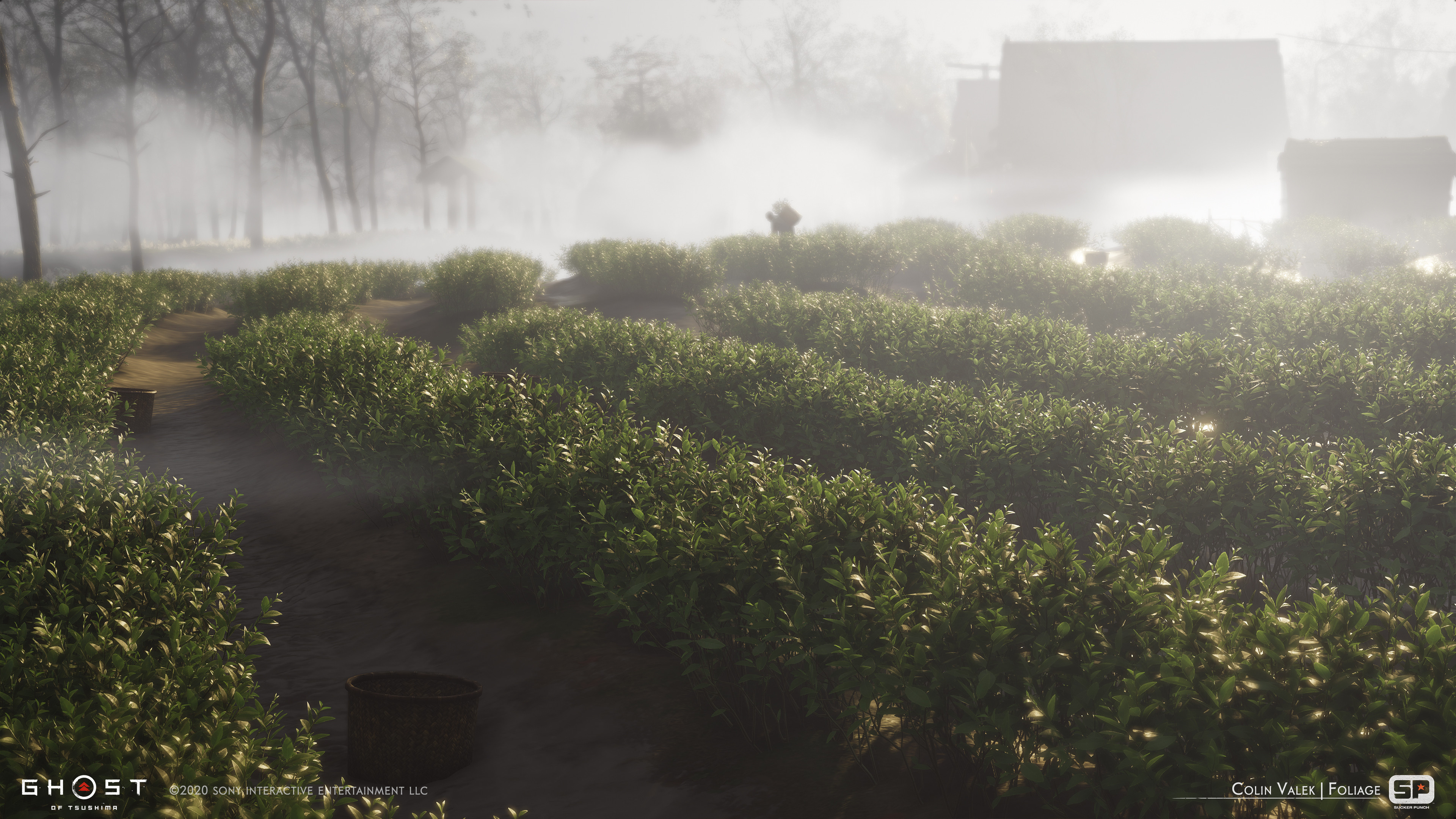 Tea crops