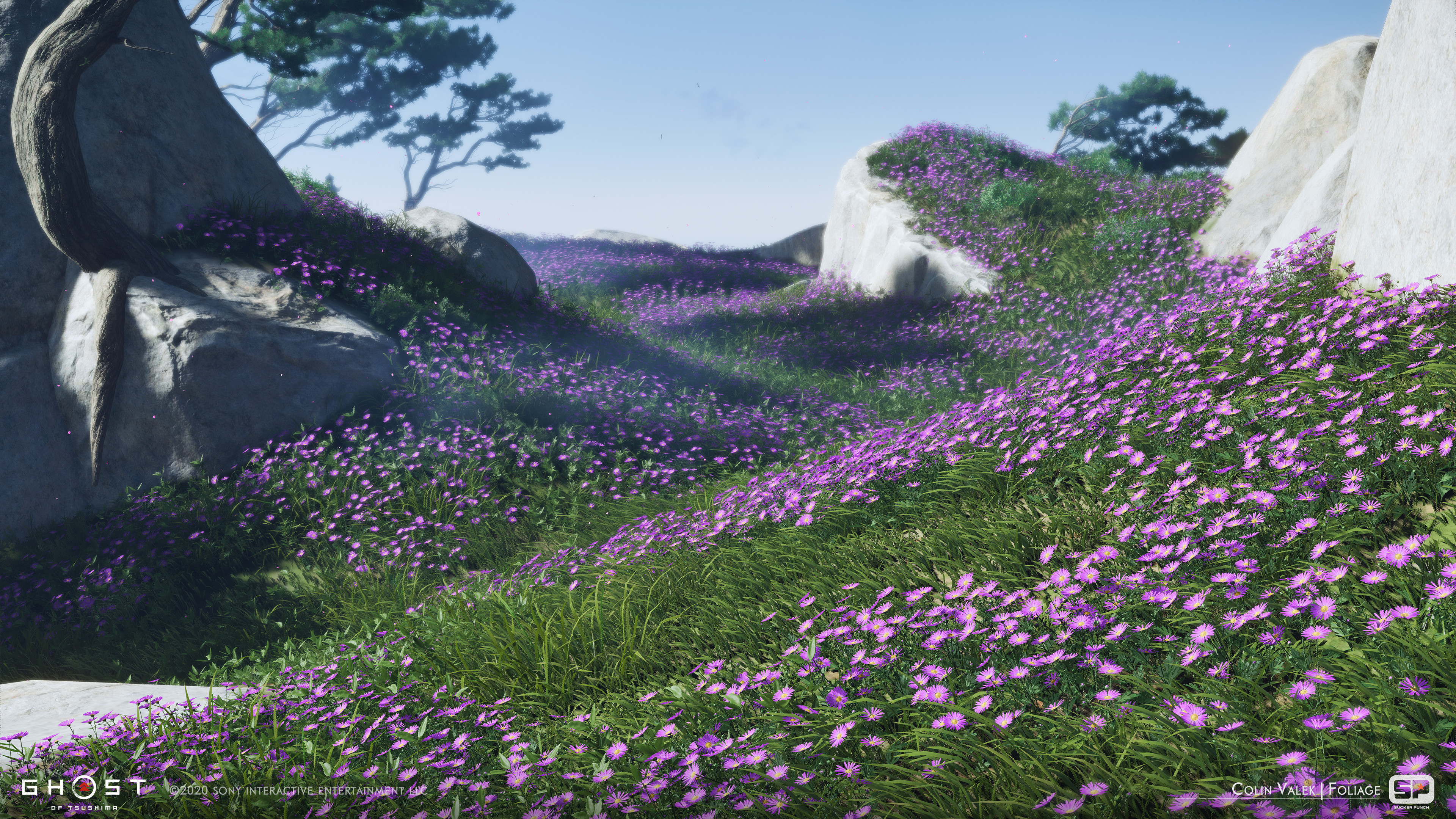 Violet Chrysanthemums used for the Tadayori mission