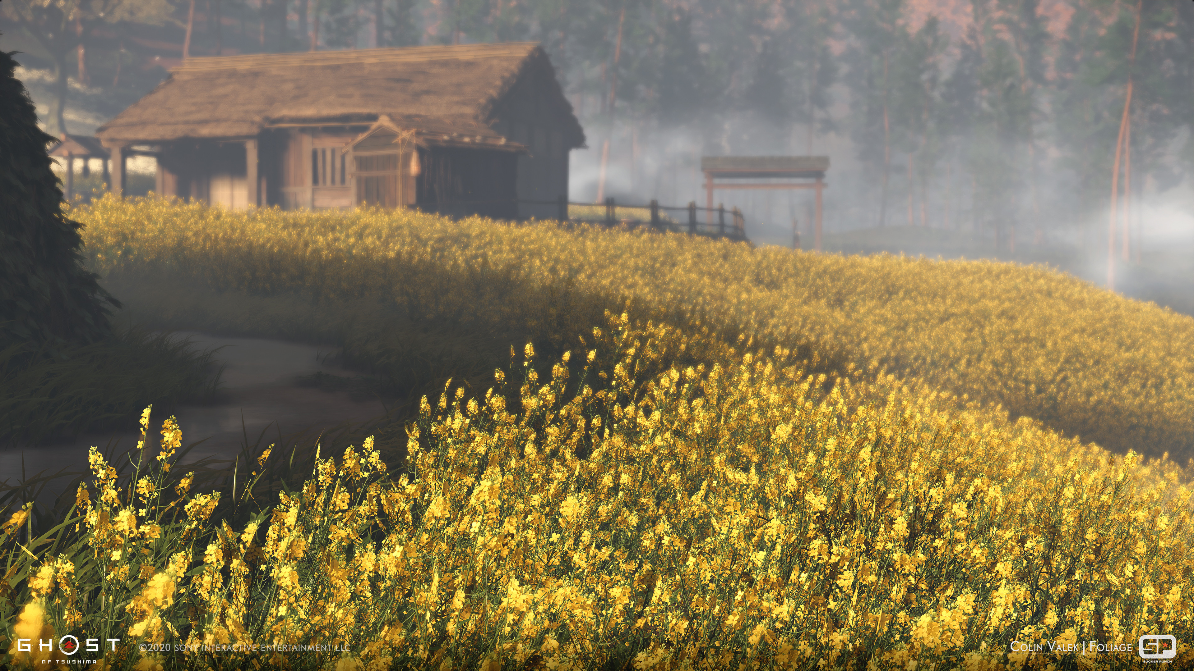 Yellow Rapeseed flowers in Omi Village
