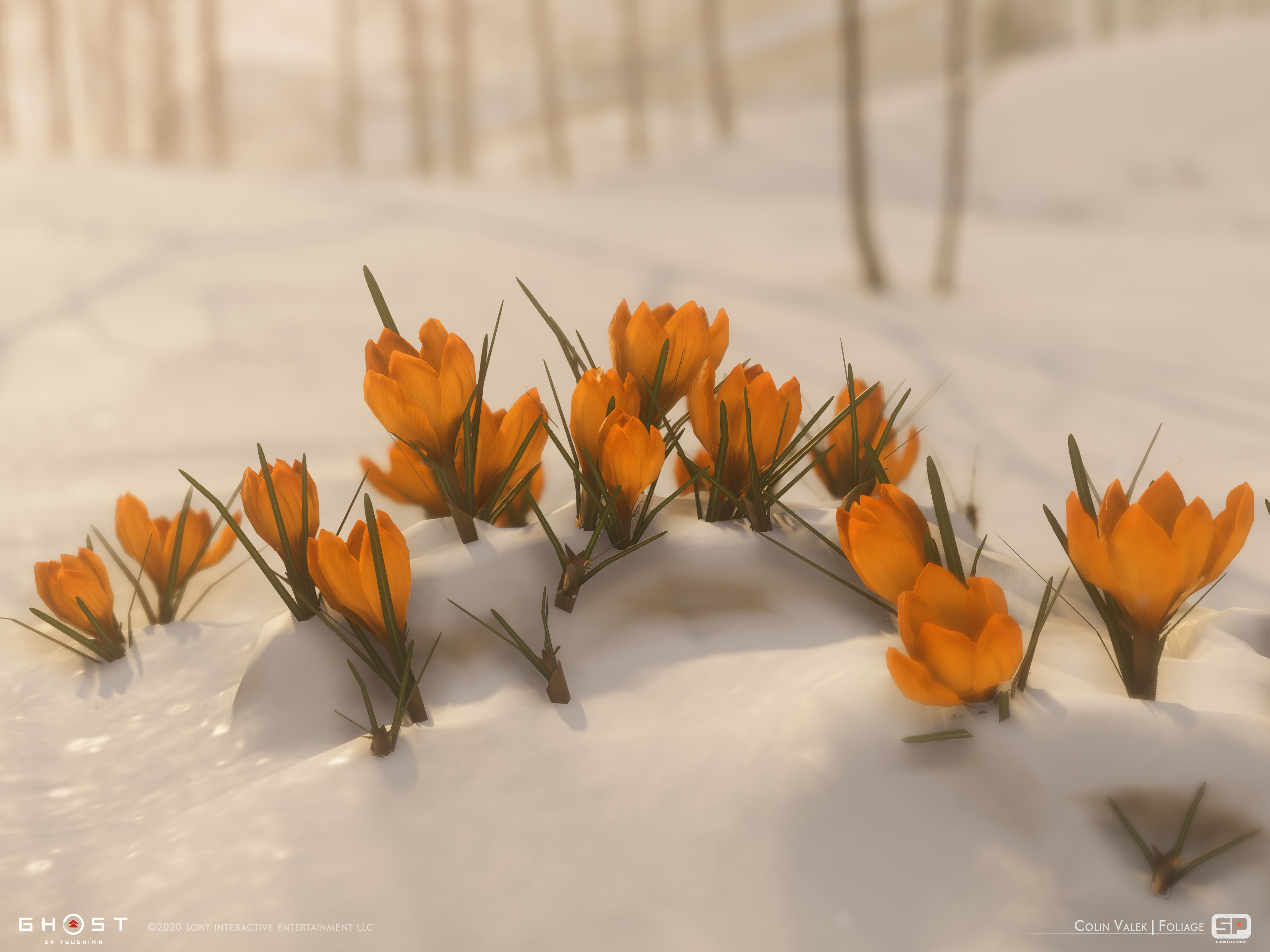 Orange Crocus dye flower