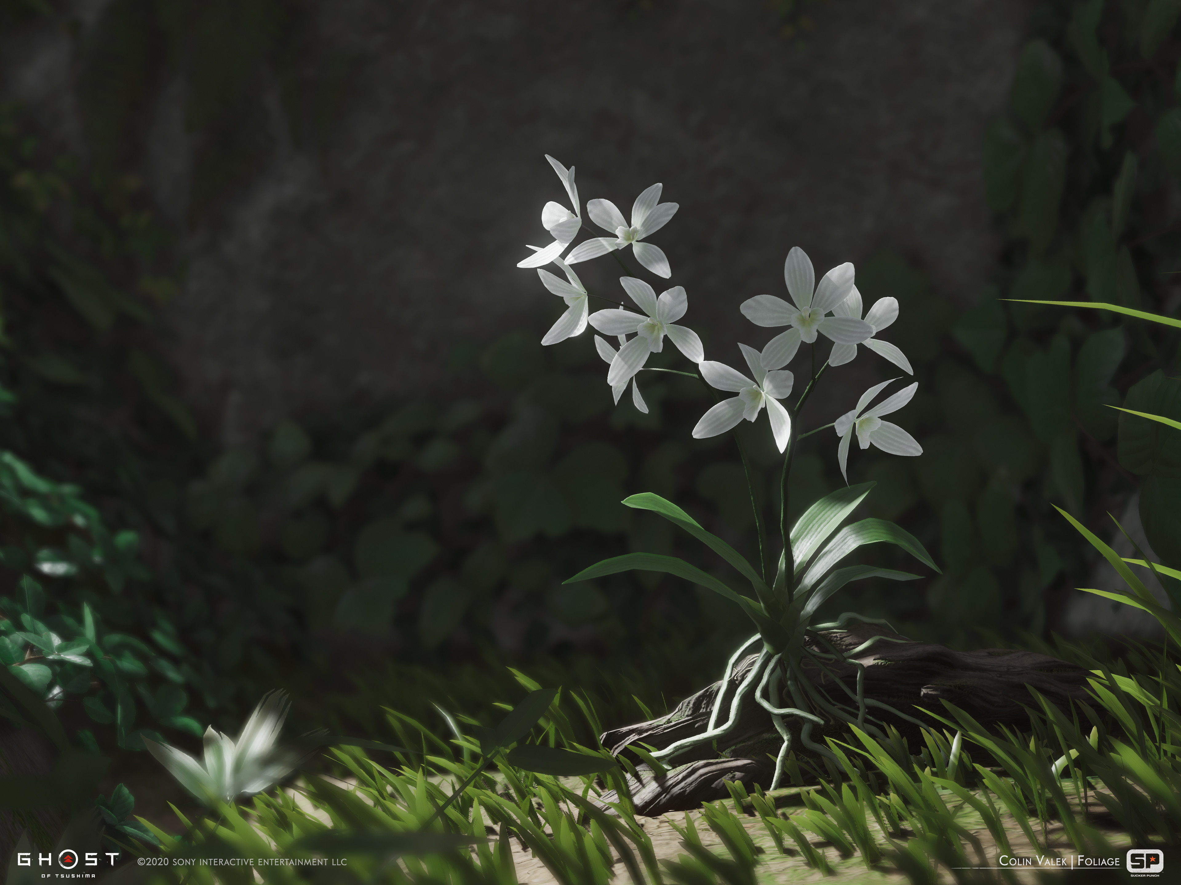 White Orchid dye flower