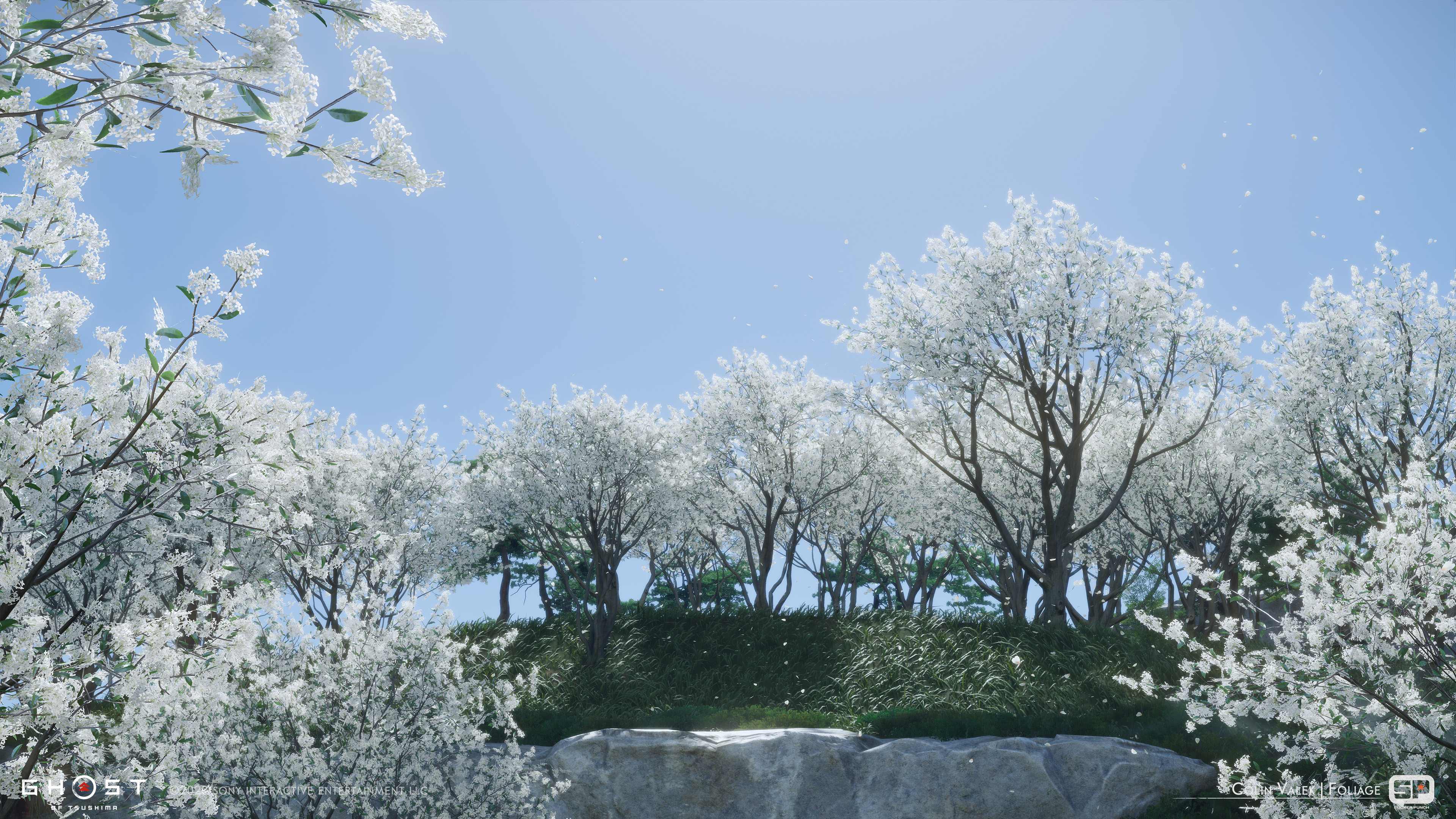 Osmanthus trees