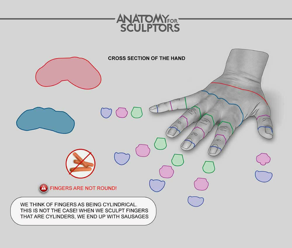 Anatomy For Sculptors Cross section of the Hand