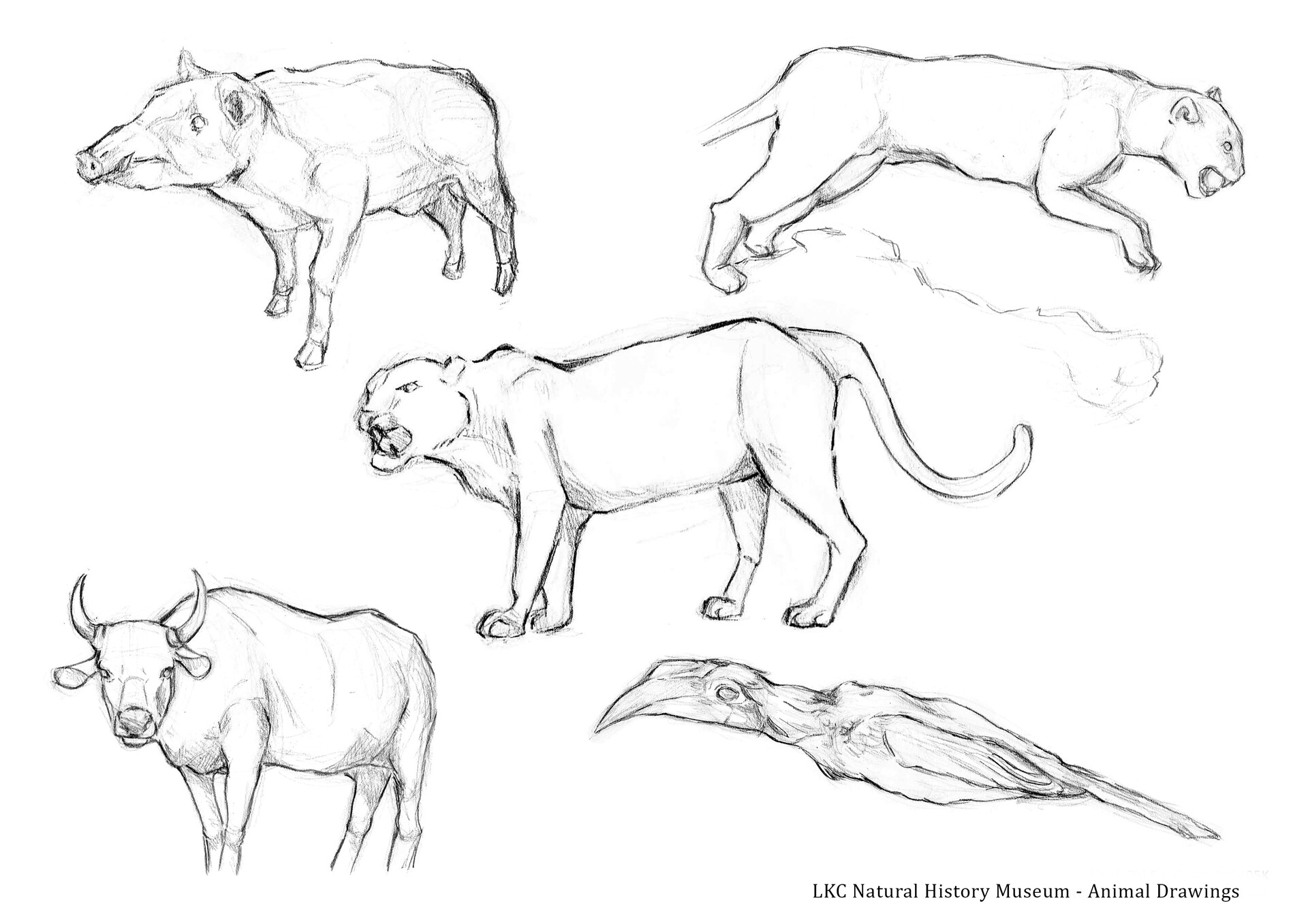 Grace Kwok - Animal Sketches