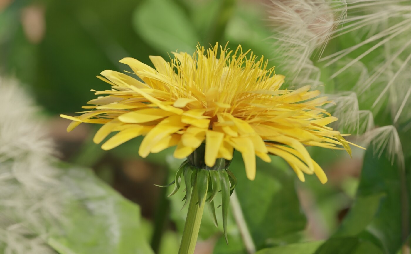 Dandelion flower