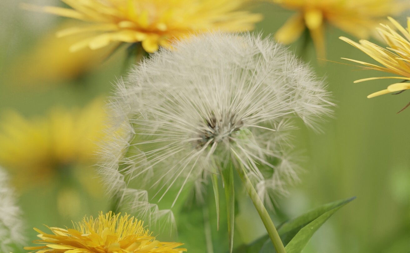 Dandelion Seedhead