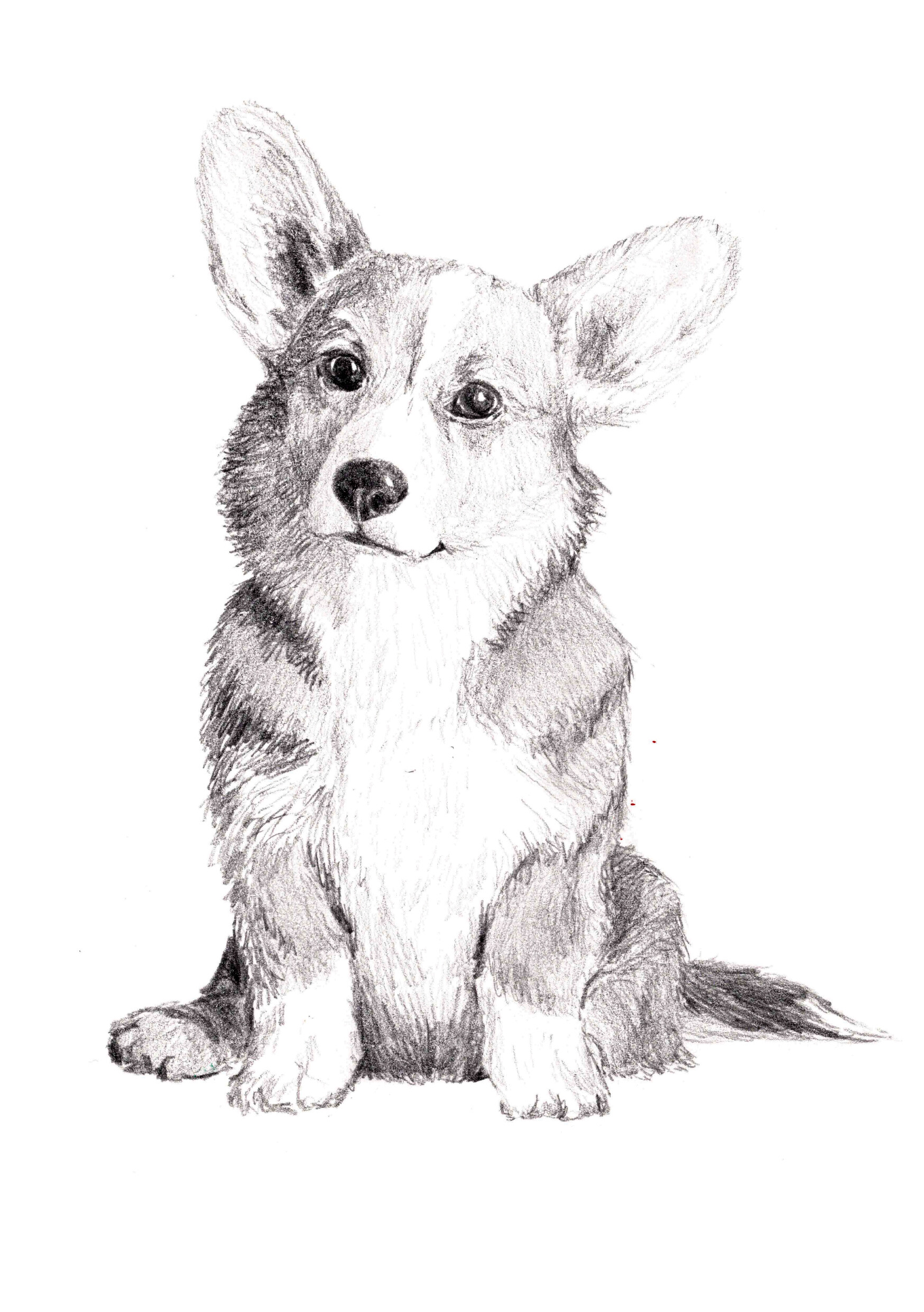 Artstation 3 Cute Corgis Frida Barragan,Cute Food Cartoon Pics