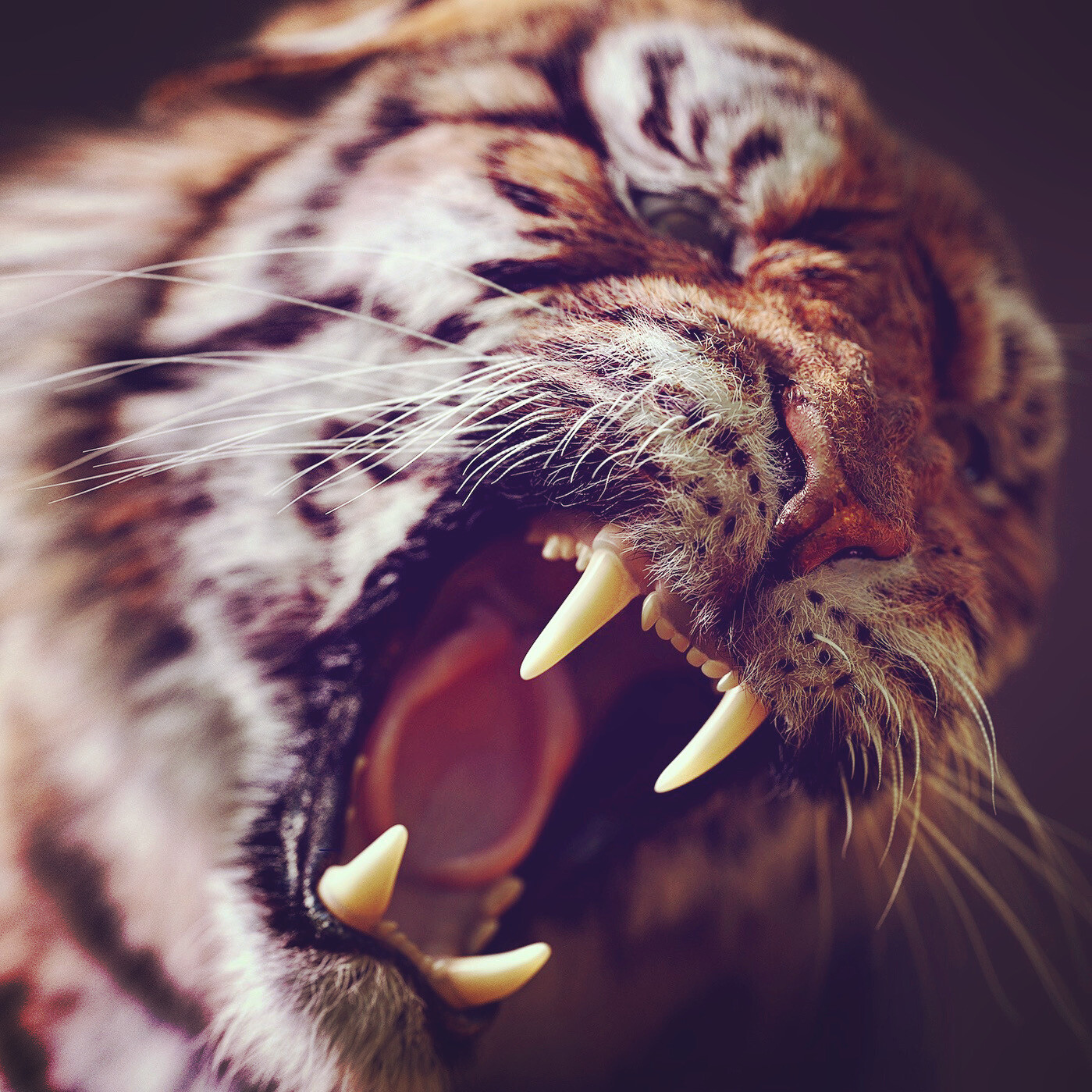 Roaring tiger close-up