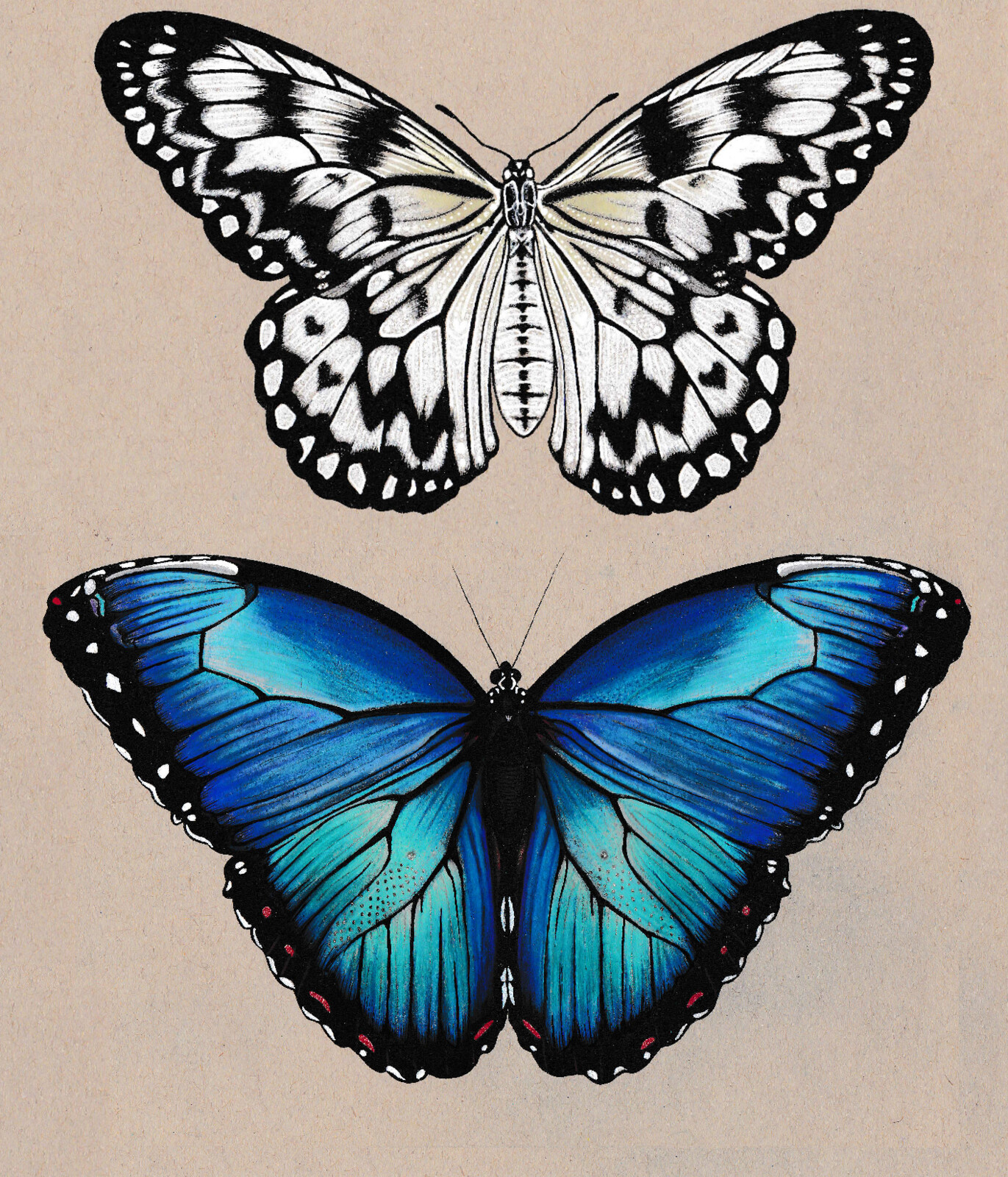 Butterfly