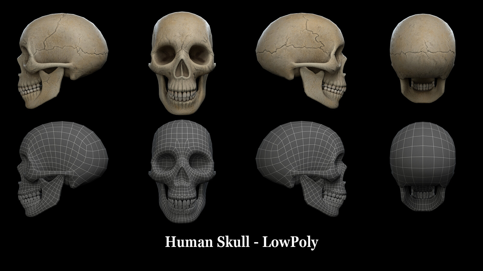 Human Skull