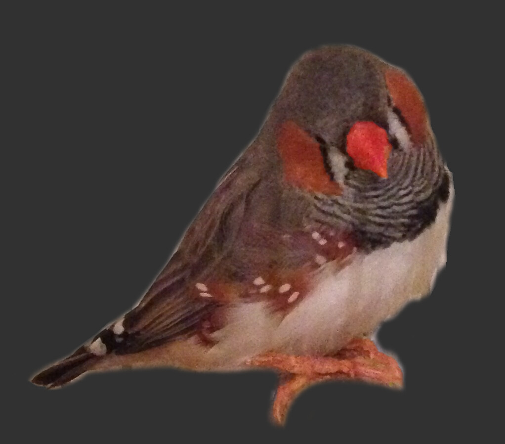 Finch