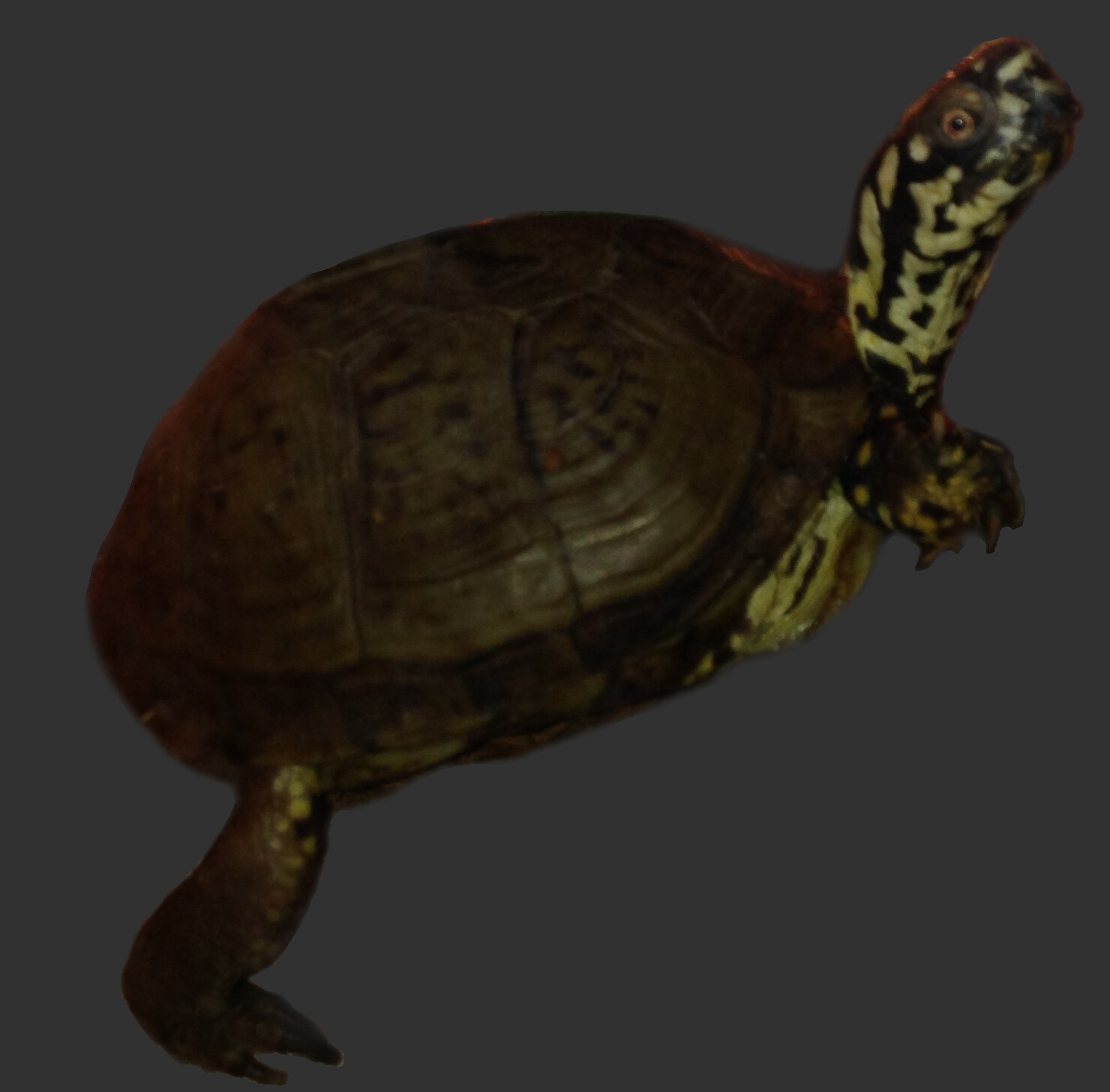 Gordon the Turttle