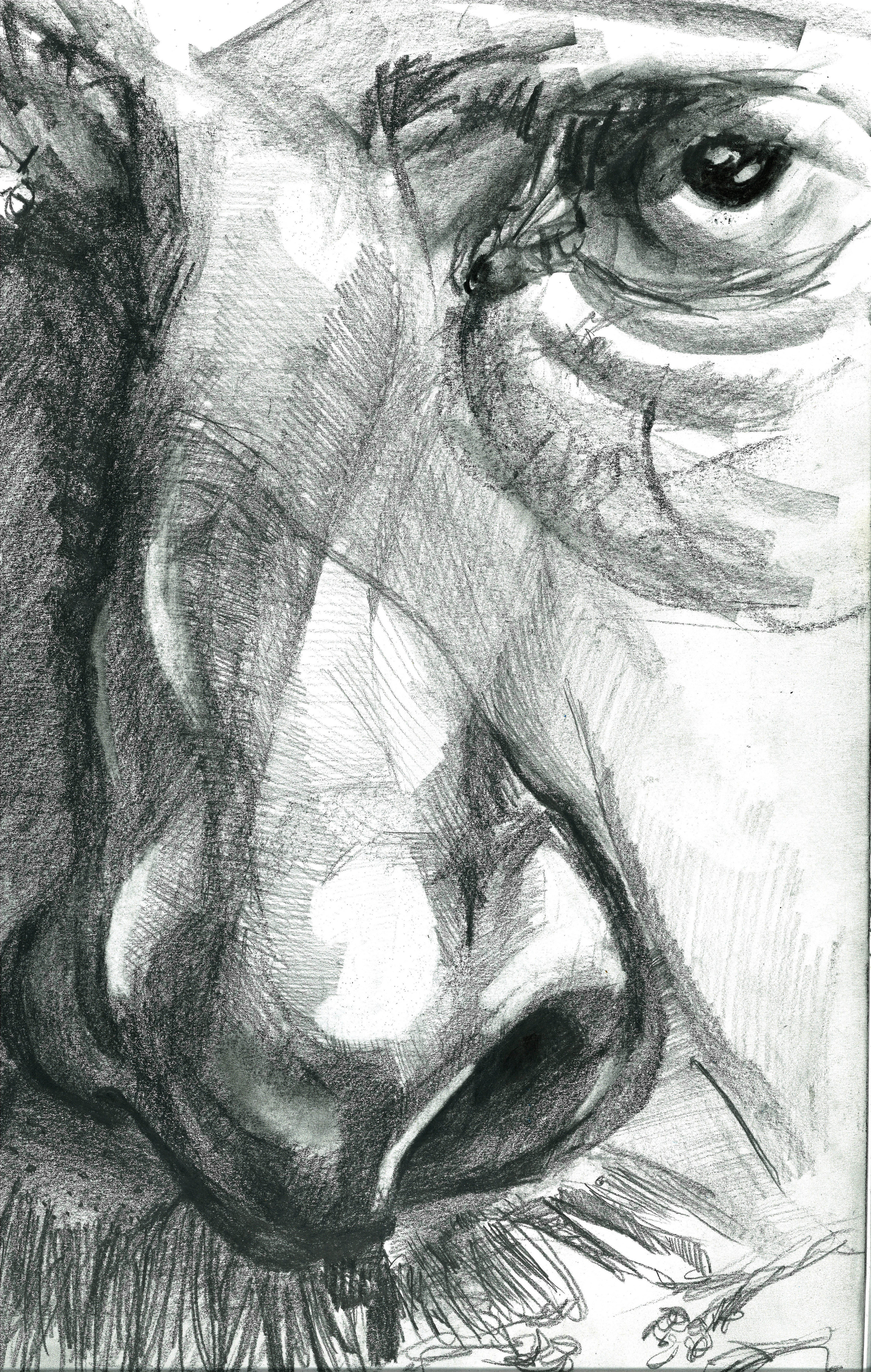 Gestural shnoz study with charcoal &amp; graphite