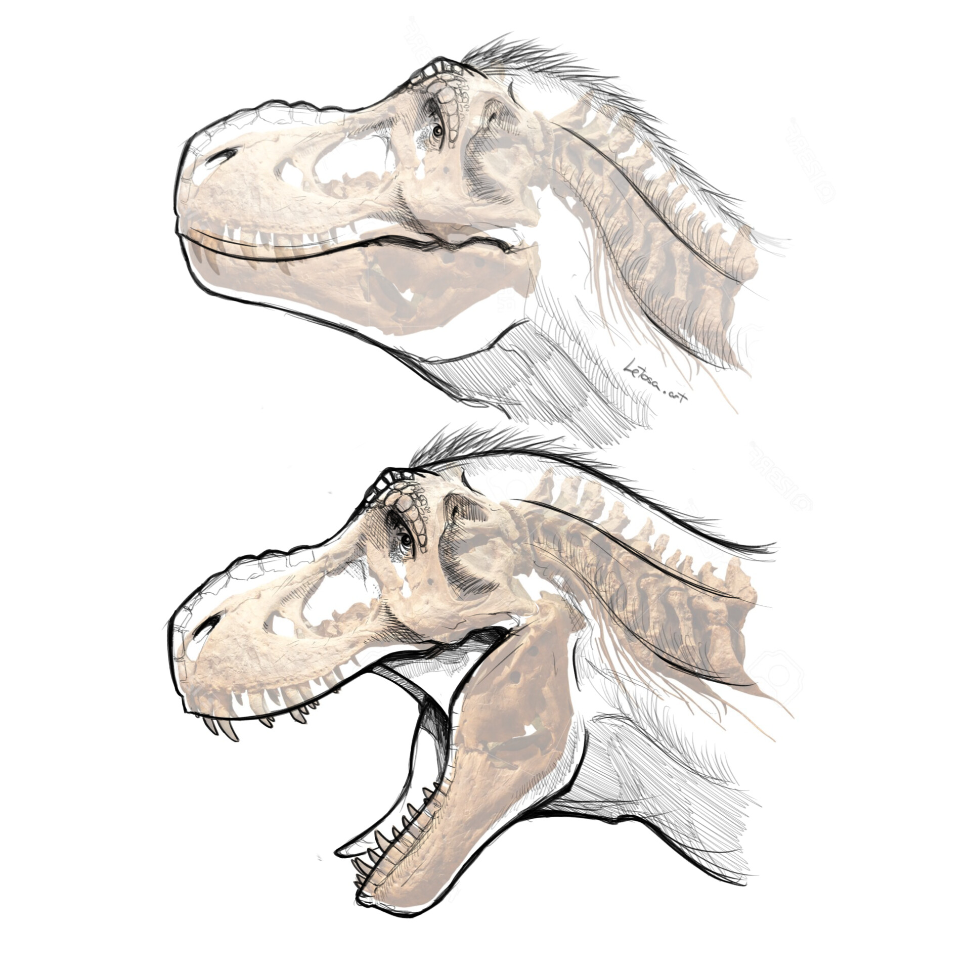 dinosaur head sketch vector color drawing of a  Stock Illustration  69983770  PIXTA