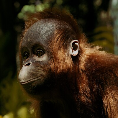 Preetham raj r orangutan low res 4k