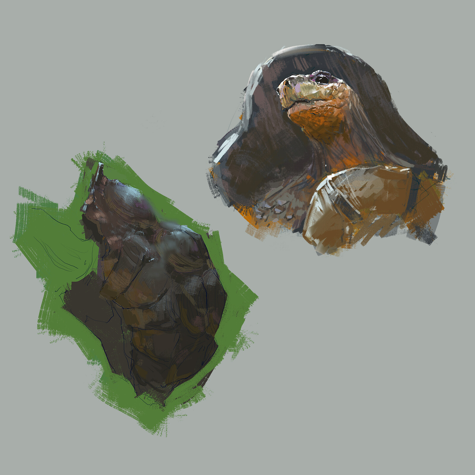 tortle studies, since I don't know how to paint them. 