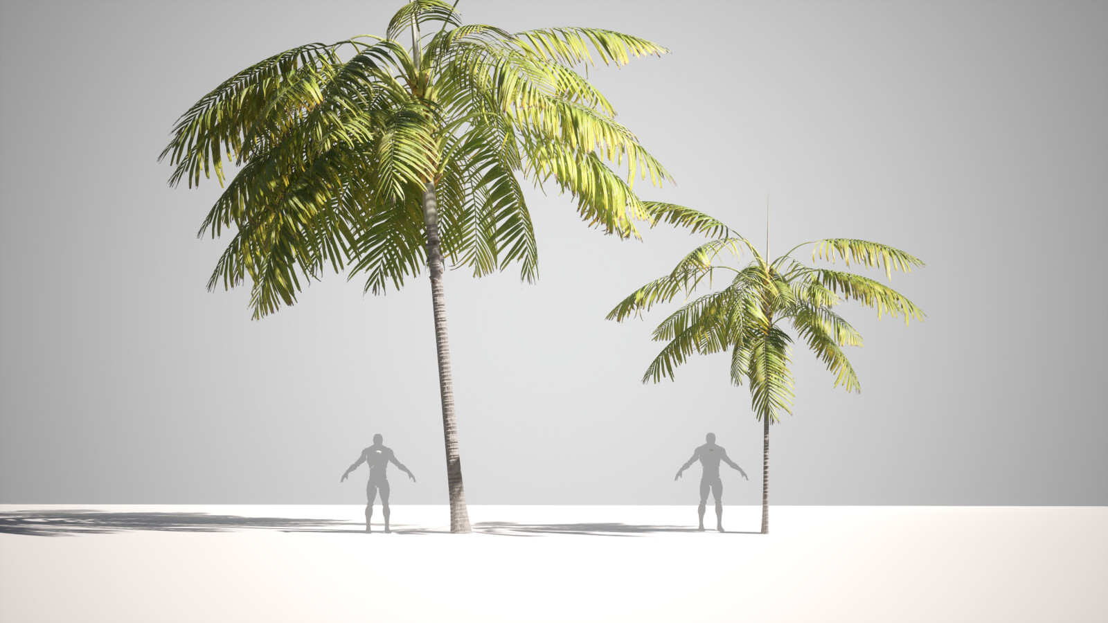 Montgomery_Palm
