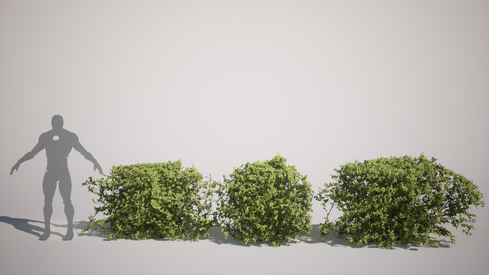 Ficus GreenIsland