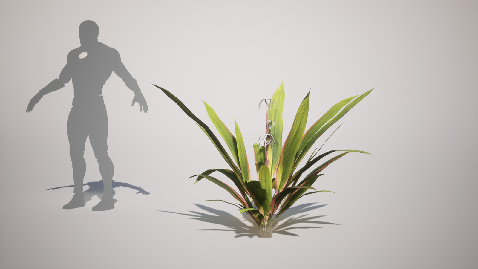 Crinum Queen Emma