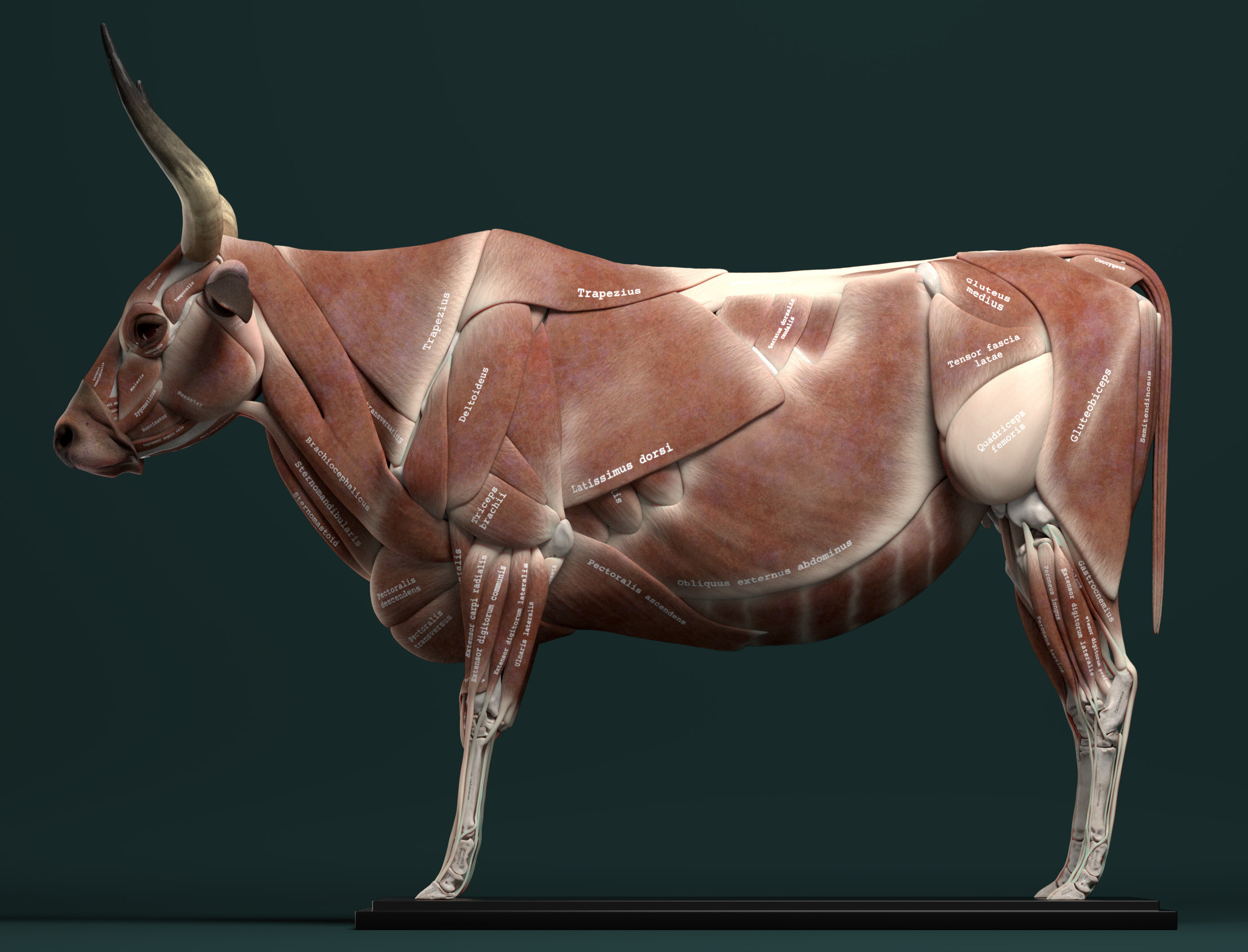 Jess O'Neill - Freelance Creature Artist - Ruminant Anatomy for 3D