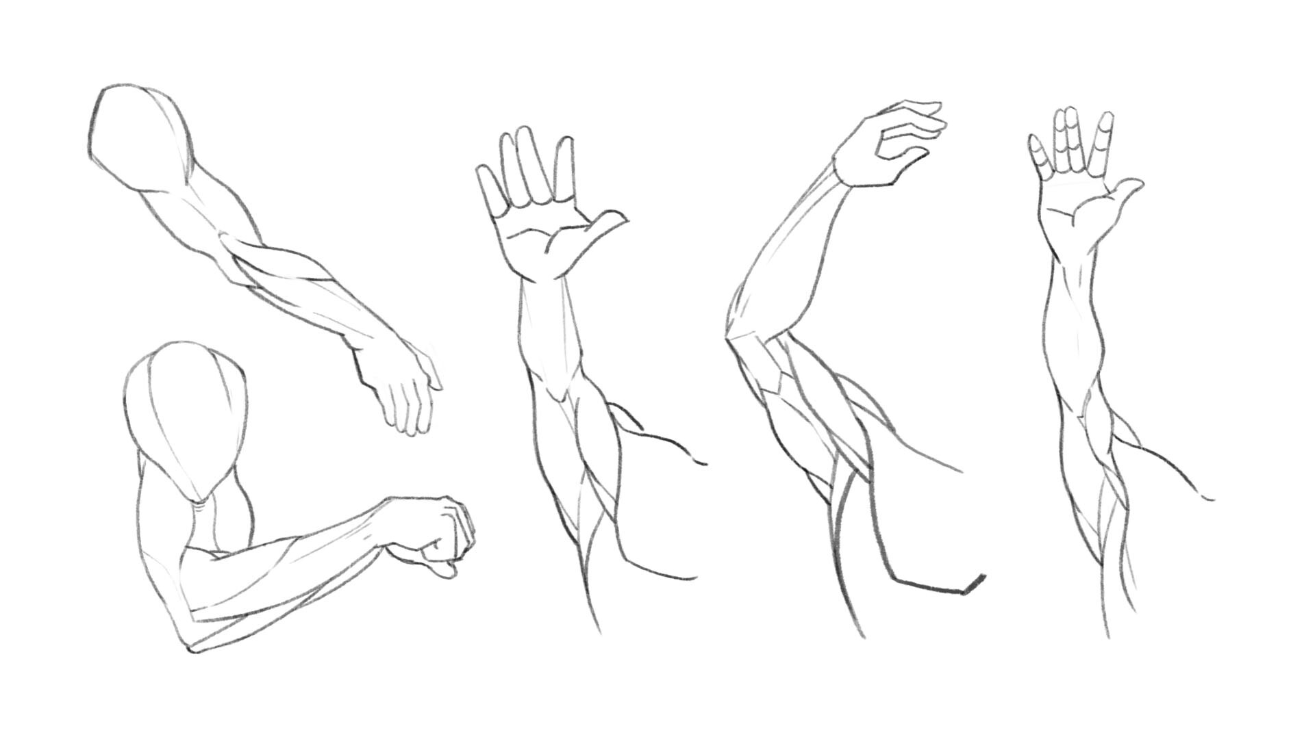 Artstation Arm Anatomy Studies Winson Wang Artstation Arm Anatomy Studies Winson Wang