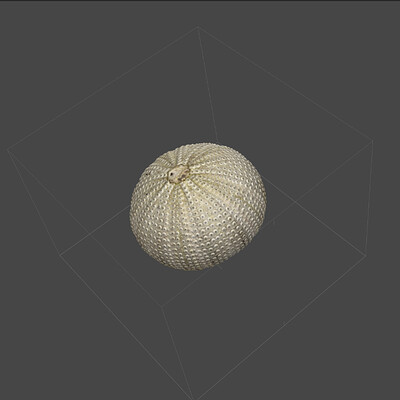 ​​Urchin scan 