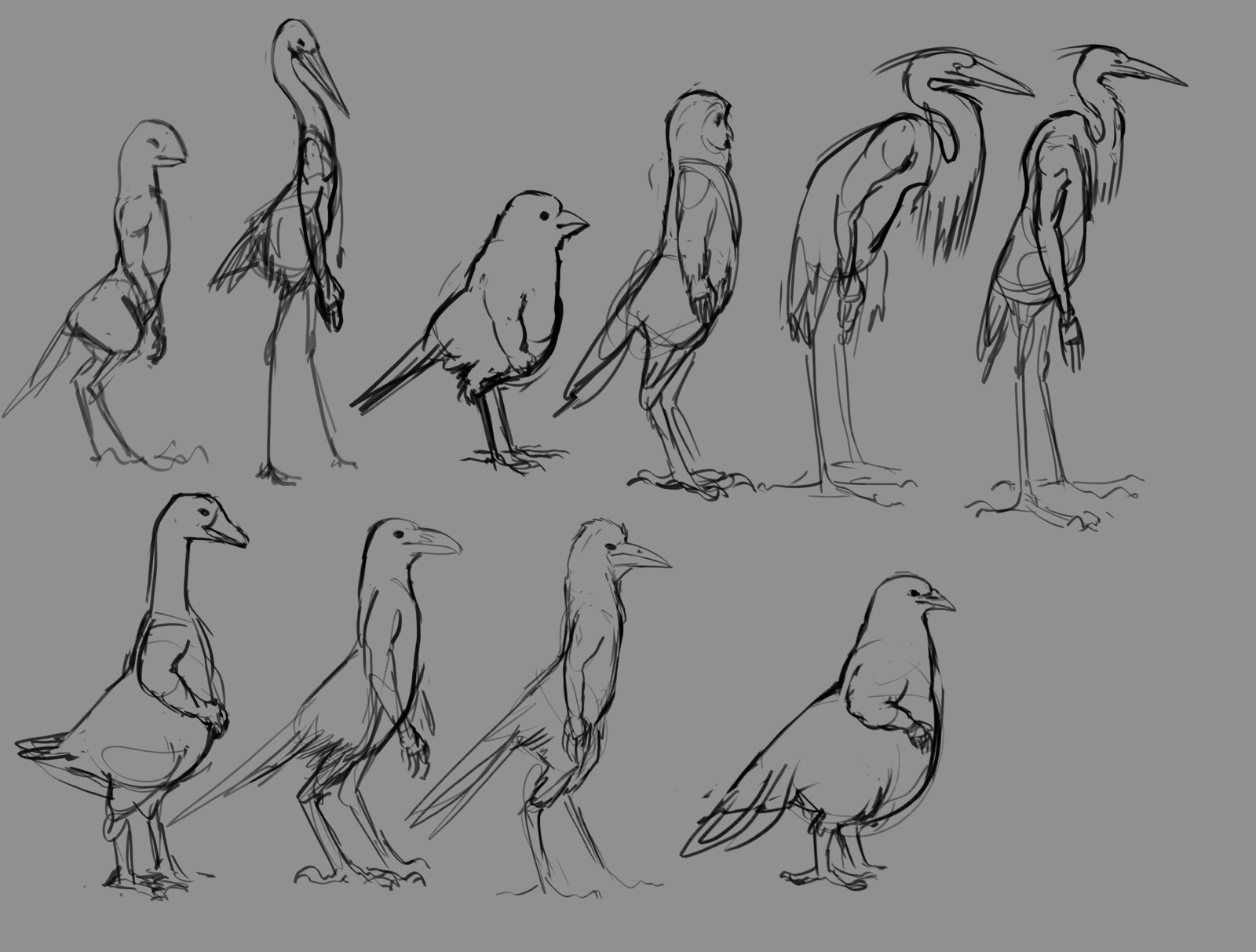 Bird concepts