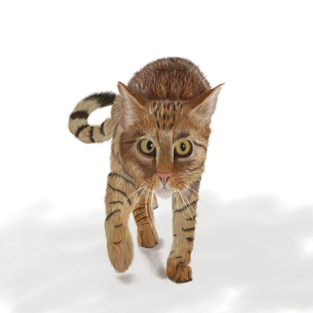 Hamran Raja Walking Cat