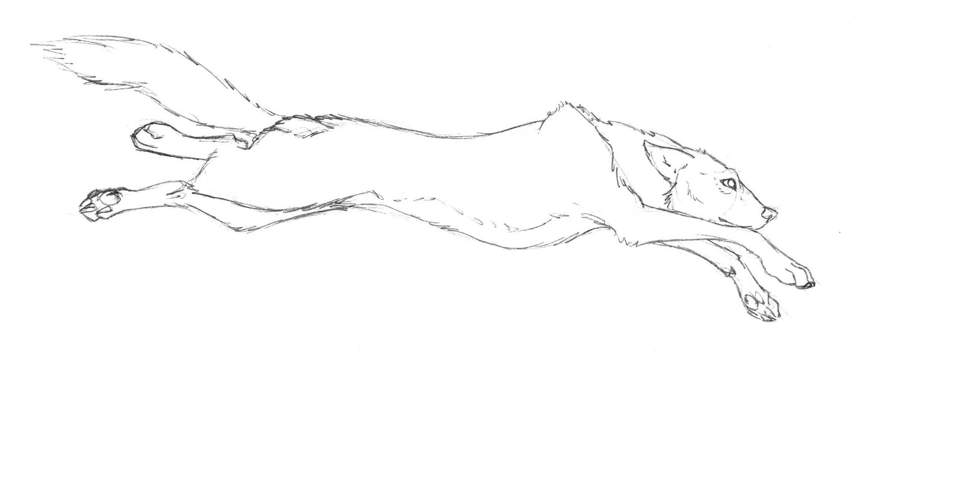 Jumping Wolf Drawing