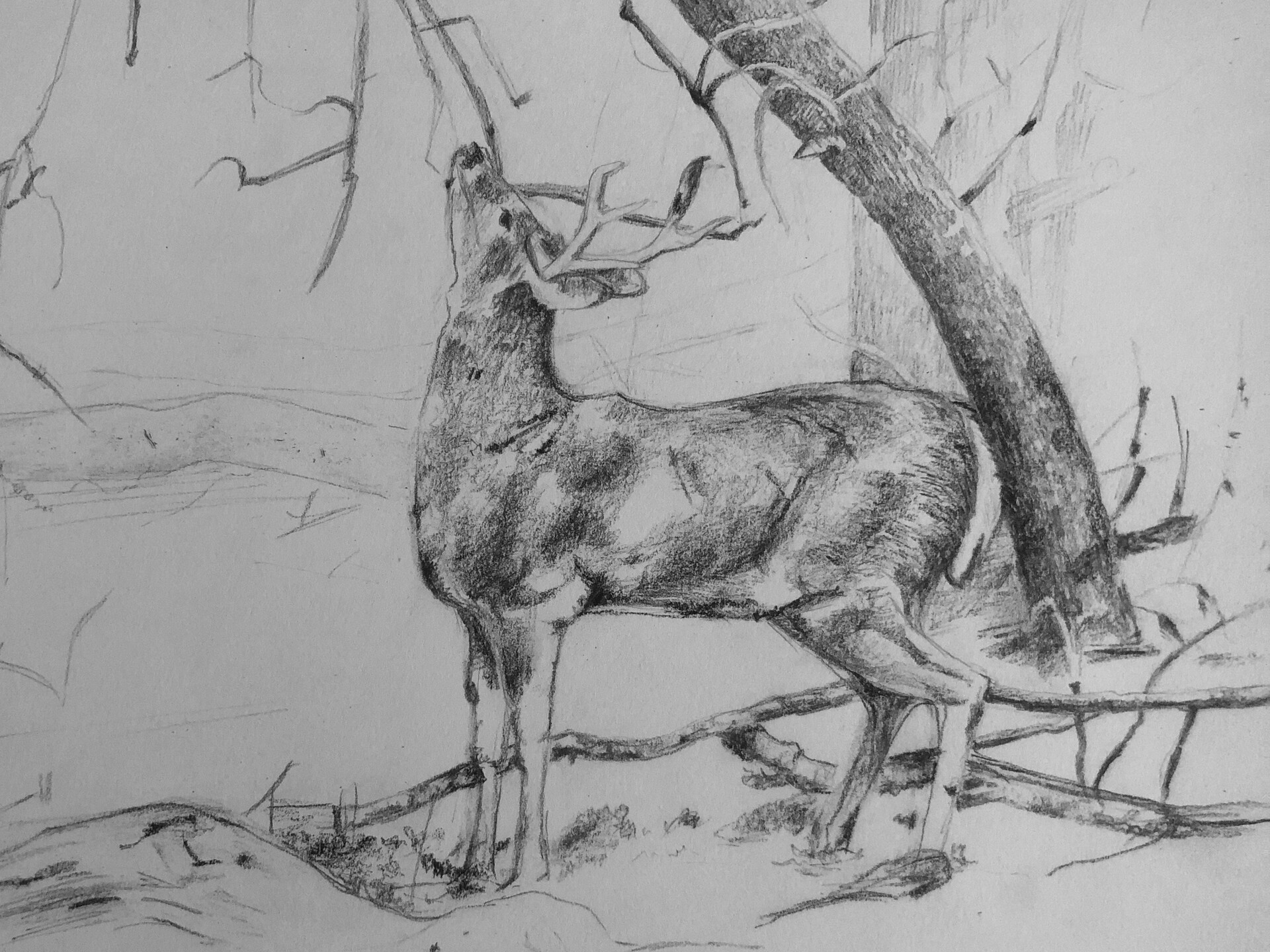 Black and white Deer pencil drawing