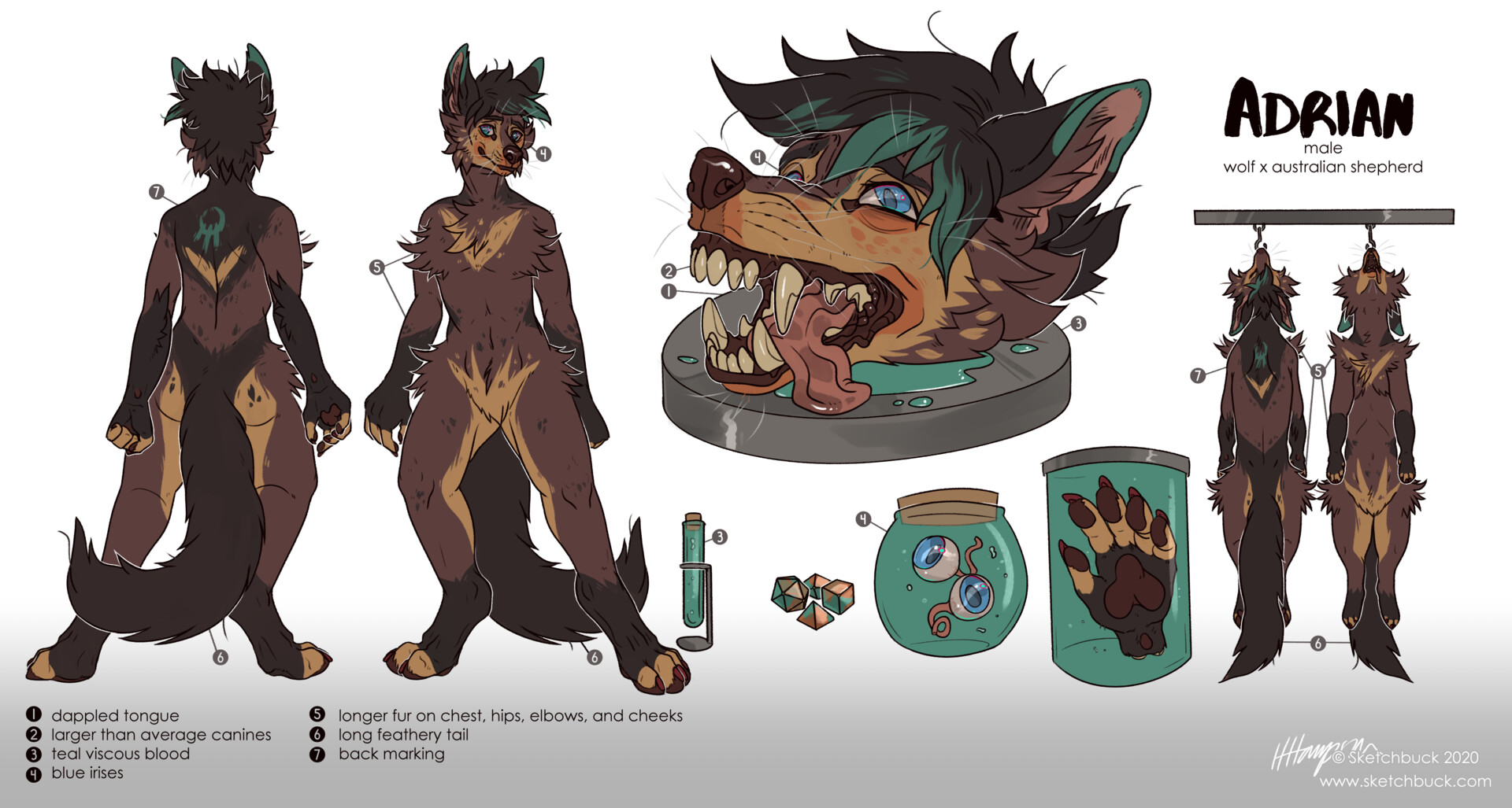 Artstation Adrian Reference Sheet K Hampson Free furry reference sheet wolf. artstation adrian reference sheet k