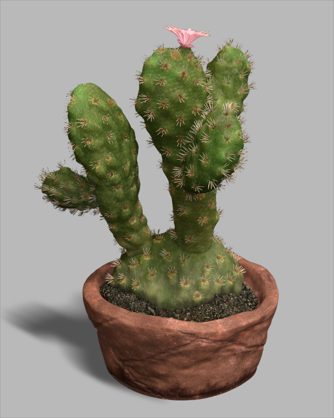 Cactus