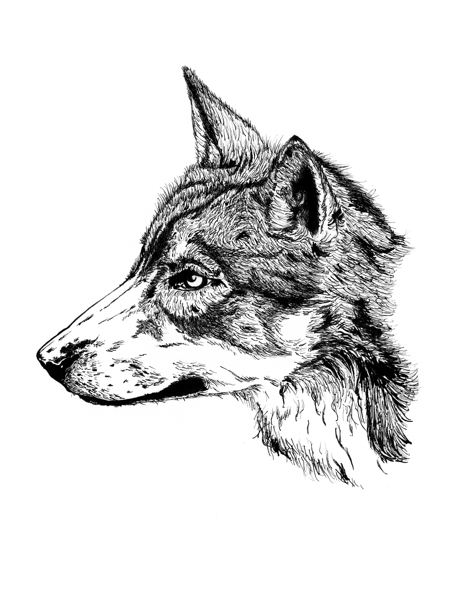ArtStation - Wolf