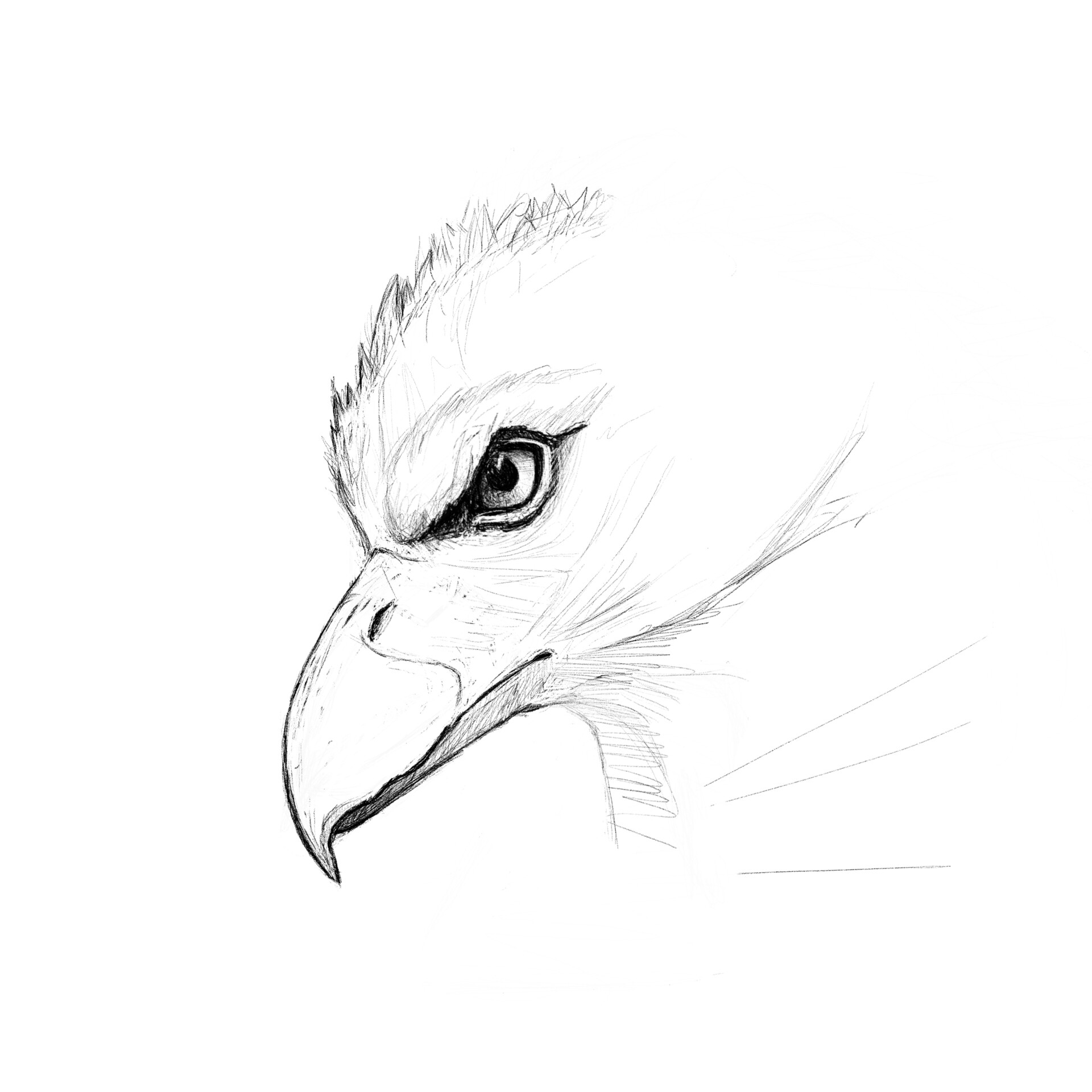 ArtStation - Bird of Prey | Sketch