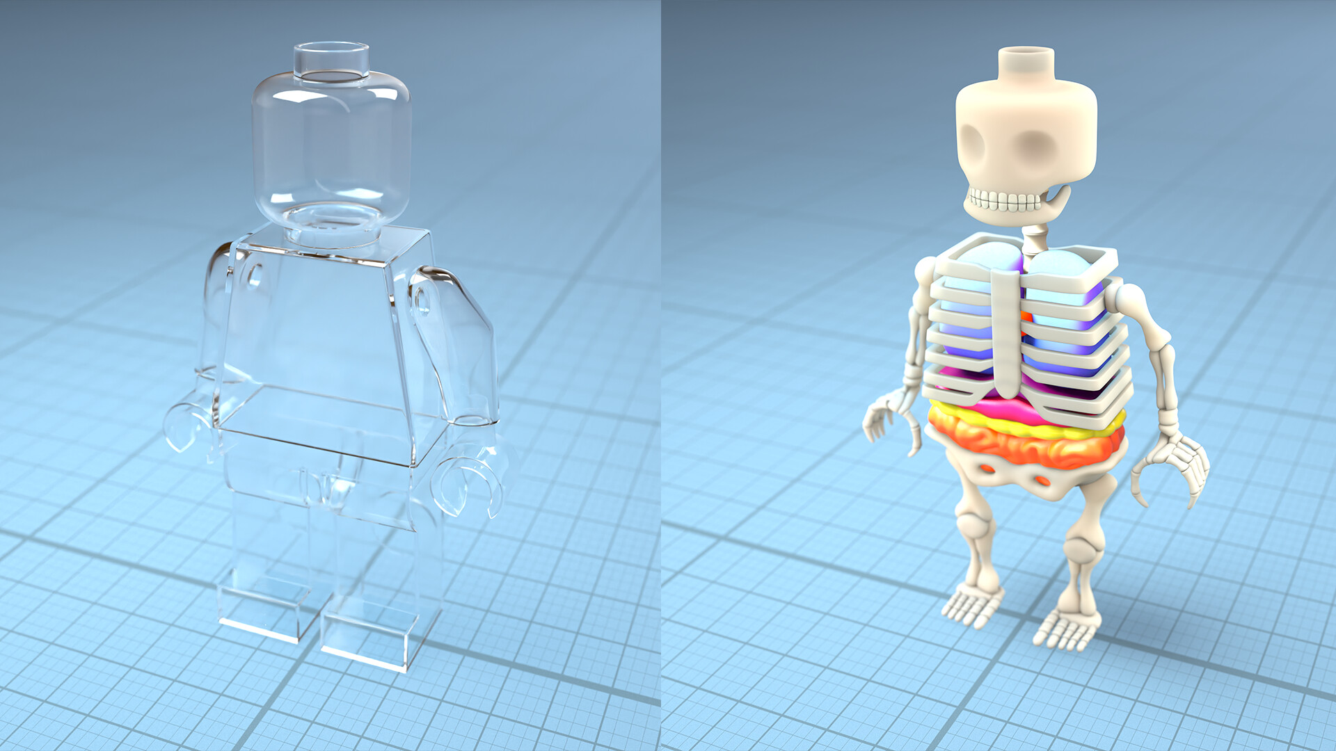 XRAY скелет