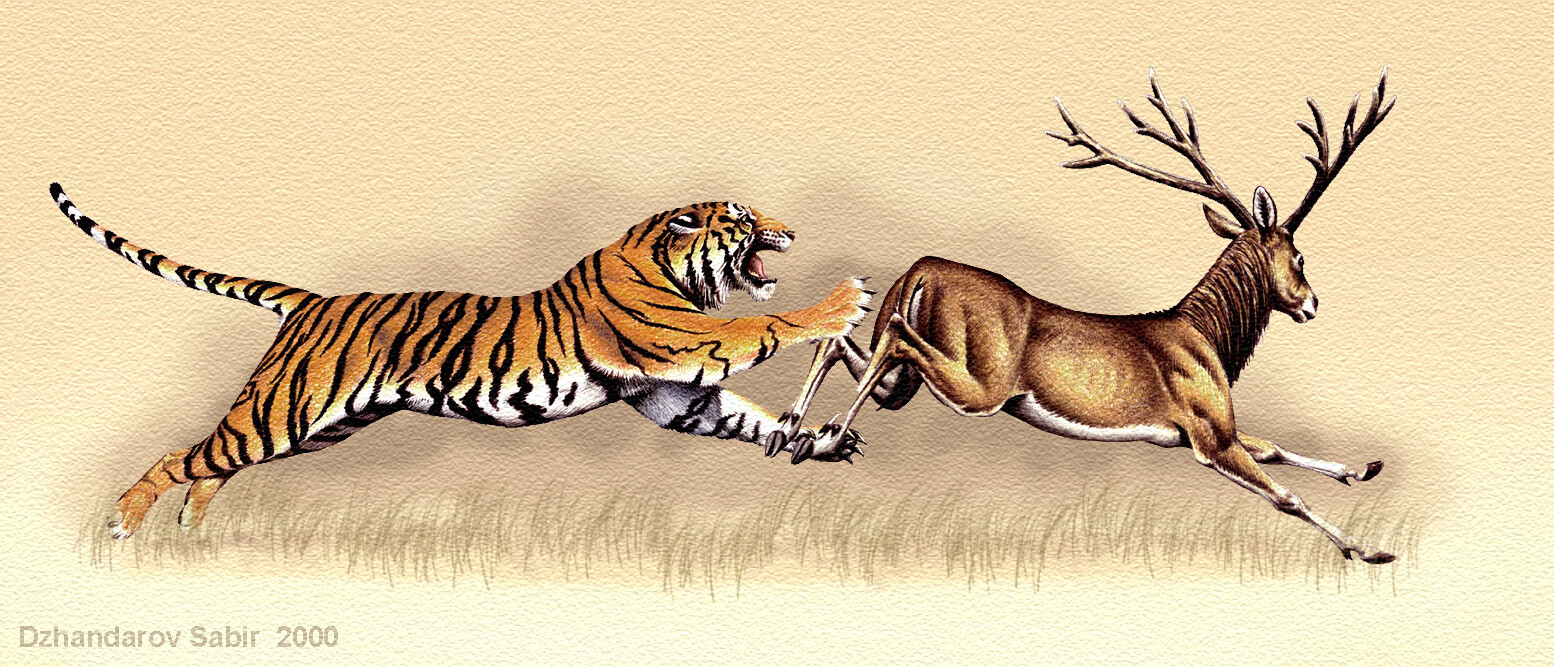 ArtStation - Book illustration. Tiger and deer.