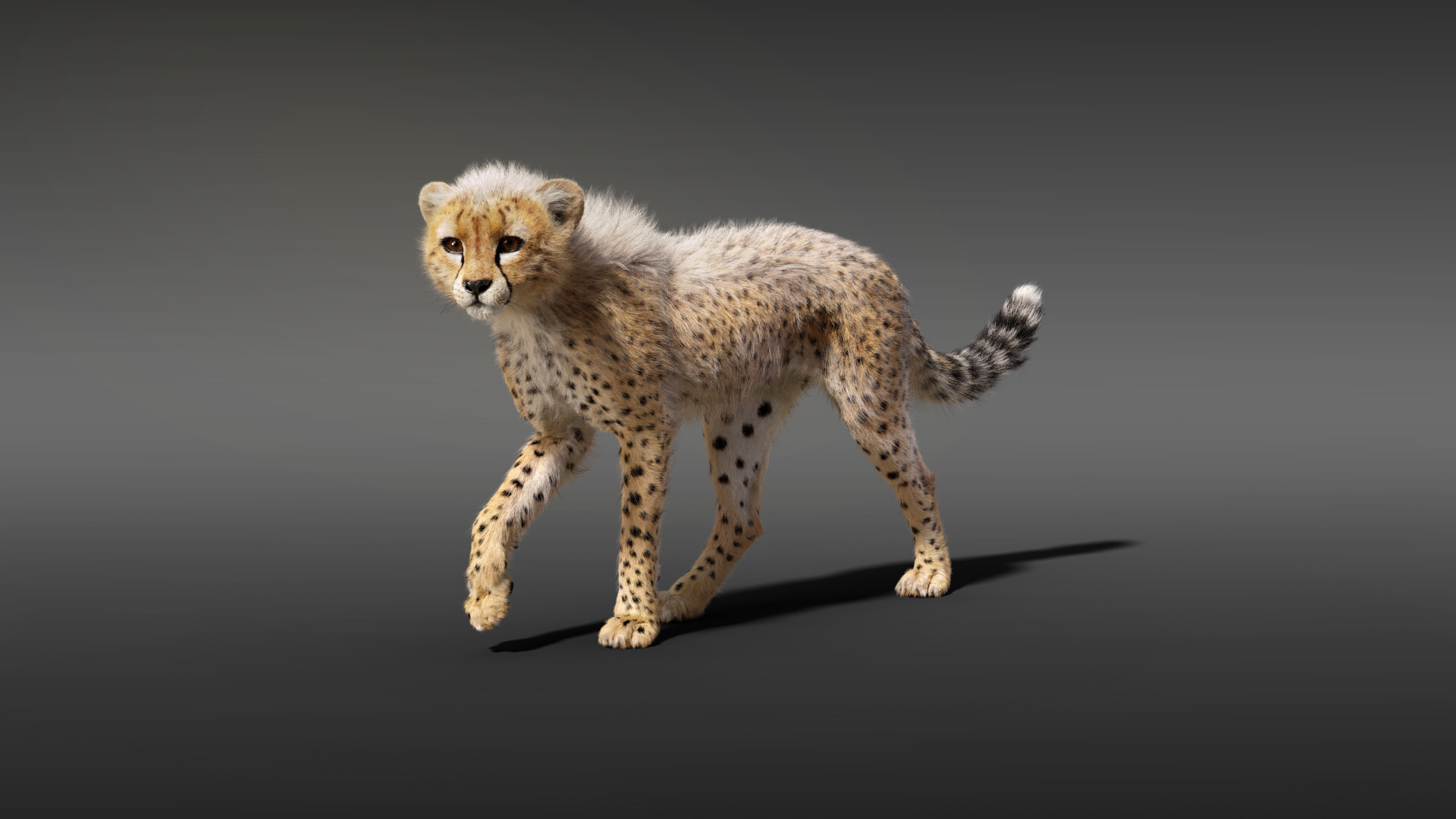 3d моделирование. 3d-моделирование blender+3d max. Фигур животных 3д моделирования. Трехмерная графика. Золотая пума 3д.