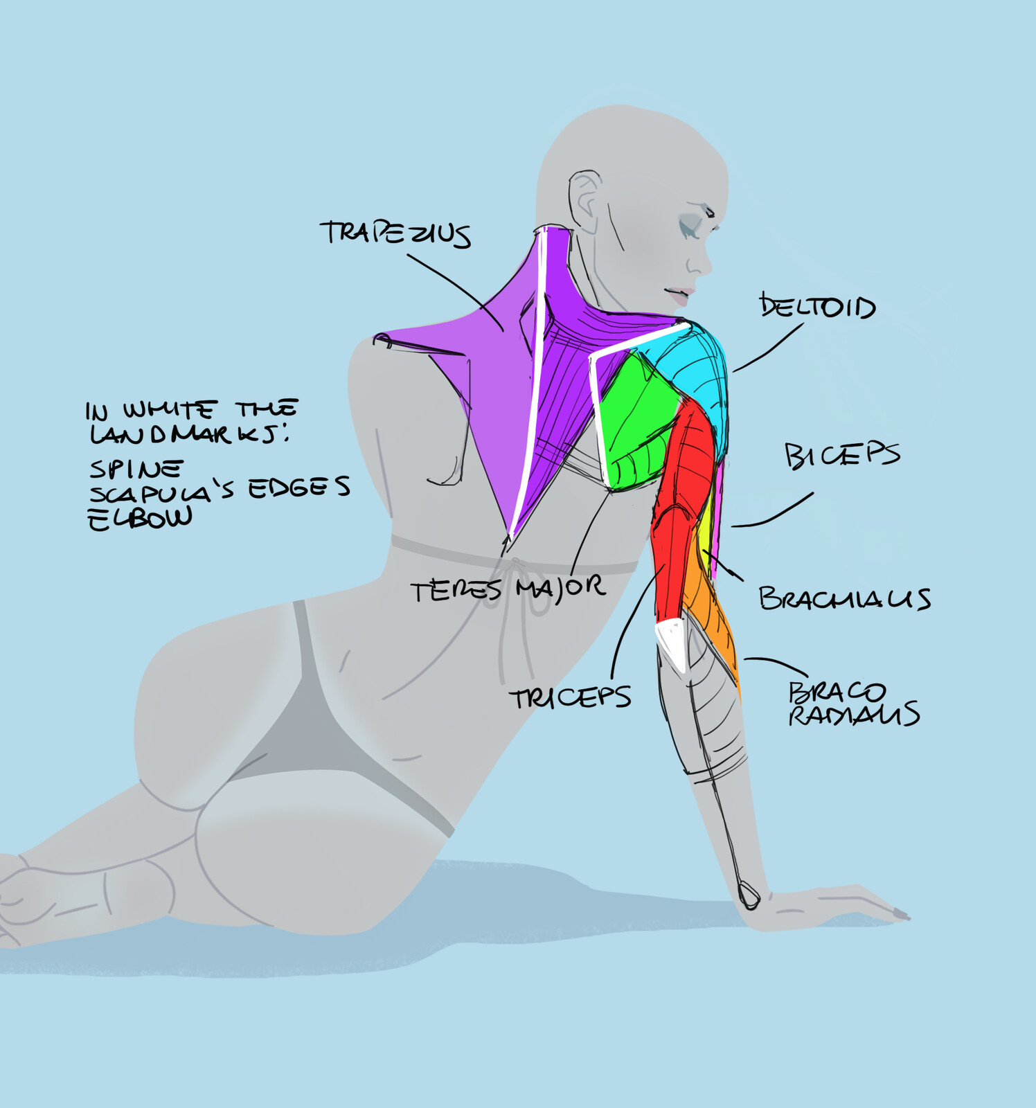 Anatomy breakdown of the arm-shoulder.