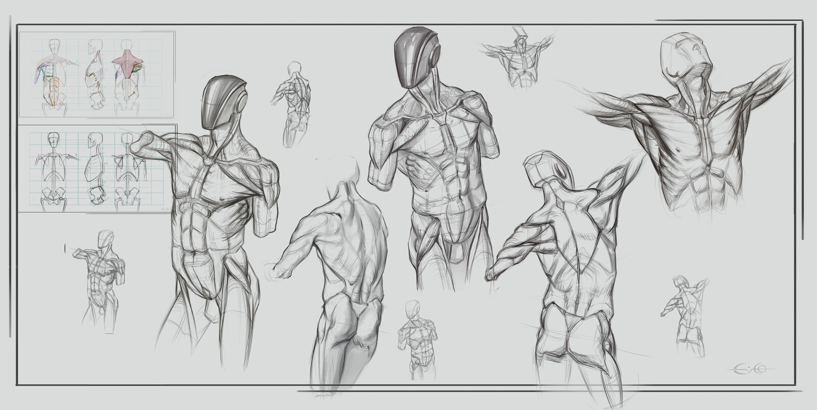 torso