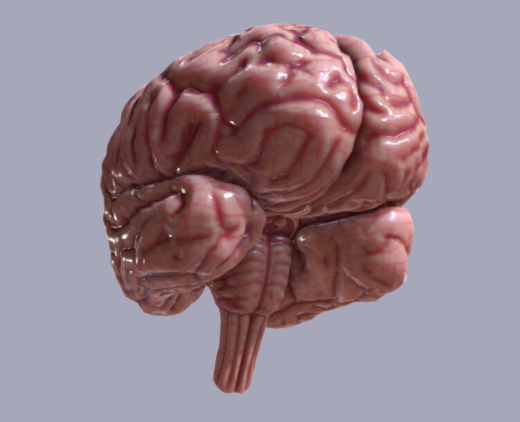 Human brain, Cerebrum &amp; Brainstem