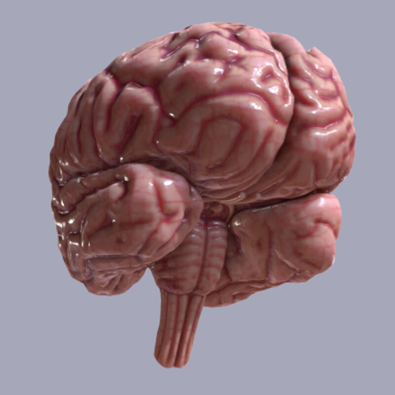 Human brain, Cerebrum & Brainstem