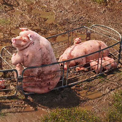 Pigs At The Troff