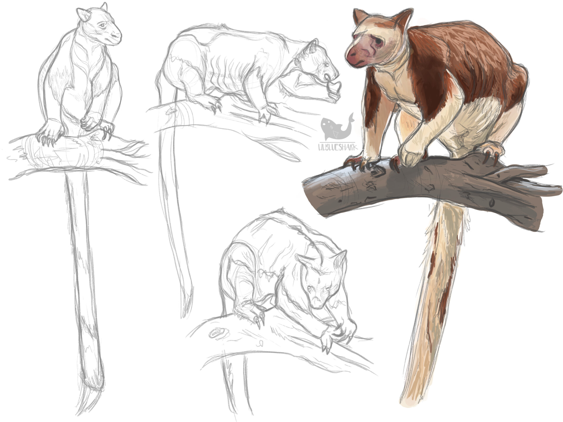 ArtStation Tree Kangaroo Study