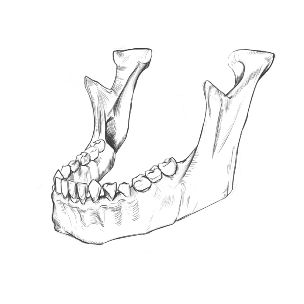 ArtStation Jaw Bone Quick sketch and timelapse.