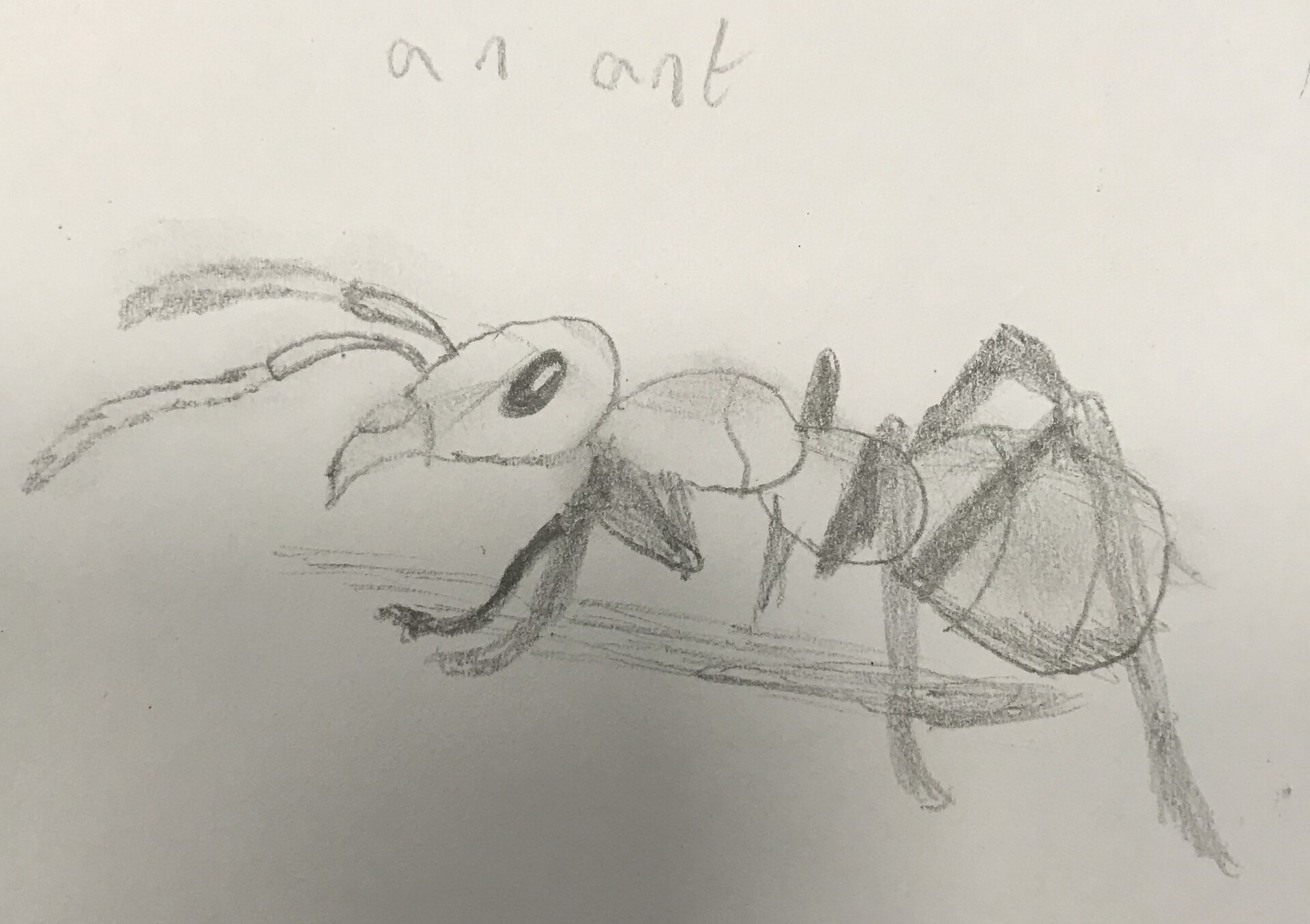 Creative Ant Sketch Drawing with simple drawing