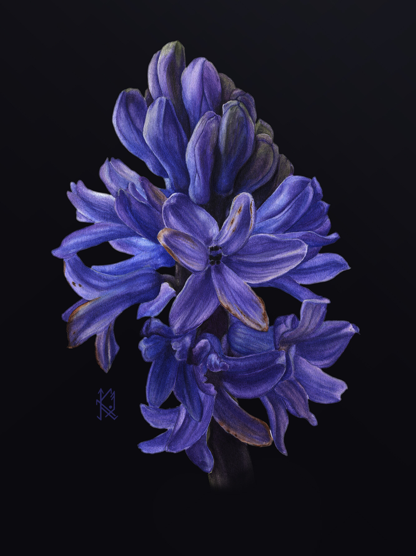Hyacinth tím đậm là loại hoa rất được yêu thích bởi vẻ đẹp kiêu sa và mùi thơm quyến rũ. Hãy chiêm ngưỡng bức ảnh của chúng tôi, nơi mà vẻ đẹp đầy cuốn hút của loài hoa này được tái hiện một cách tuyệt vời.