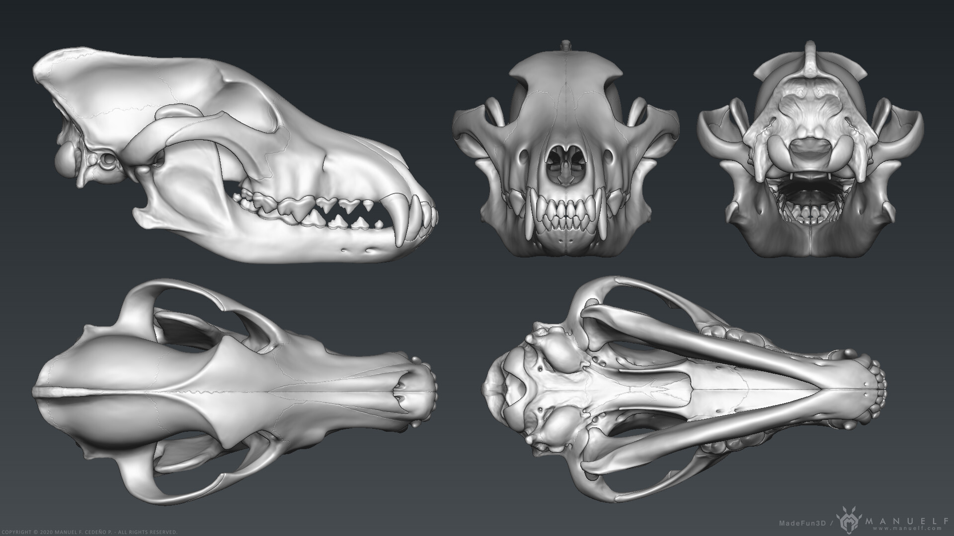 Manuel f cede o wolf skull sculpture